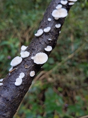 Fungi