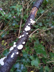 Fungi