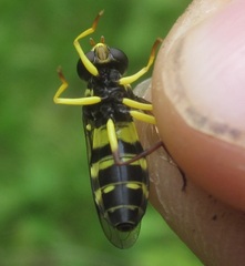 Xanthogramma pedissequum