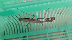 Statilia maculata maculata