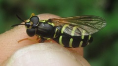 Xanthogramma pedissequum