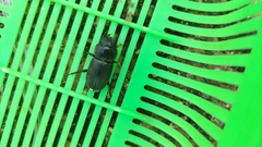 Dorcus rectus rectus