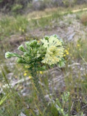 Pimelea octophylla