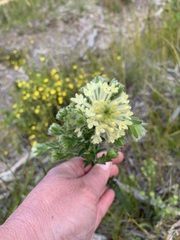 Pimelea octophylla