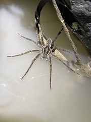 Dolomedes