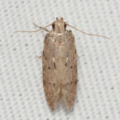 Hypatima