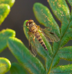 Chrysopilus