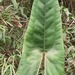 Anthurium lechlerianum - Photo (c) Rich Hoyer, μερικά δικαιώματα διατηρούνται (CC BY-NC-SA), uploaded by Rich Hoyer
