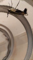 Cephonodes hylas hylas