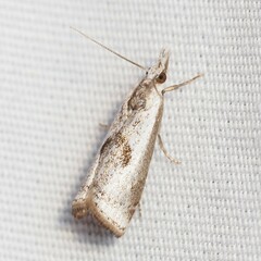 Microcrambus