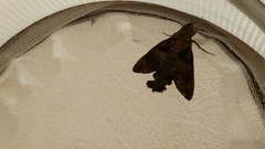 Macroglossum