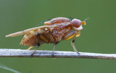 Helosciomyza