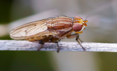 Helosciomyza