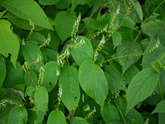 Rhynchoglossum obliquum