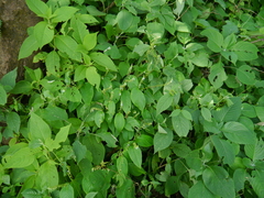 Rhynchoglossum obliquum