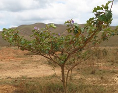 Solanum crinitum
