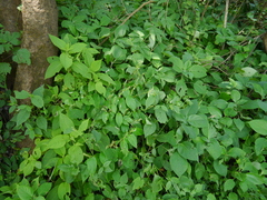 Rhynchoglossum obliquum