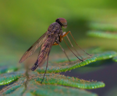 Chrysopilus