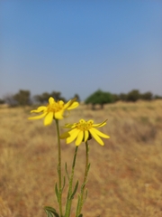 Senecio inaequidens