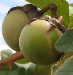 Solanum crinitum