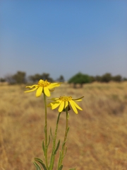 Senecio inaequidens