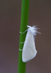 Tipanaea patulella