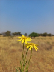 Senecio inaequidens