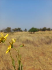 Senecio inaequidens