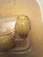 Anoplognathus velutinus