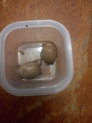 Anoplognathus velutinus