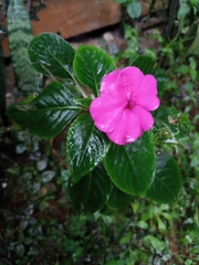 Impatiens walleriana