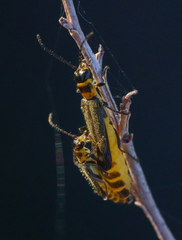 Chauliognathus sydneyanus