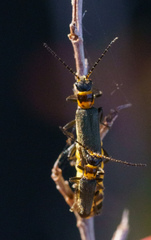 Chauliognathus sydneyanus