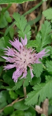 Centaurea aspera