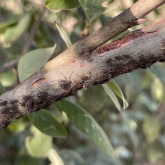 Tuberolachnus salignus