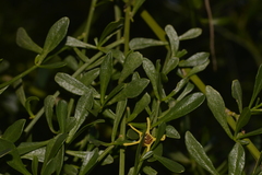 Anthocercis