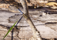 Orthetrum caledonicum