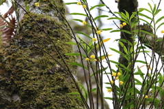 Dendrobium agrostophyllum
