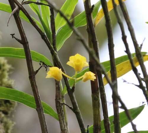 Buttercup Orchid (Dendrobium agrostophyllum)