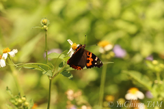 Vanessa indica