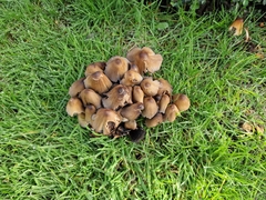 Coprinellus micaceus