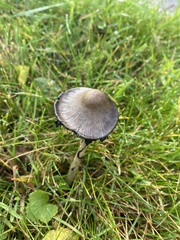 Coprinopsis atramentaria