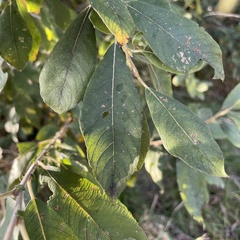 Tuberolachnus salignus