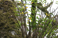 Dendrobium agrostophyllum