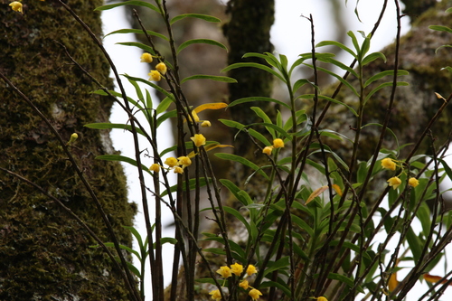Image of Dendrobium agrostophyllum by (c) Greg Tasney, some rights reserved (CC BY-SA)