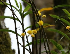 Dendrobium agrostophyllum