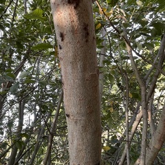 Tuberolachnus salignus