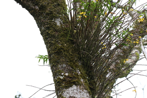 Image of Dendrobium agrostophyllum by (c) Greg Tasney, some rights reserved (CC BY-SA)