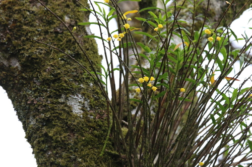 Image of Dendrobium agrostophyllum by (c) Greg Tasney, some rights reserved (CC BY-SA)