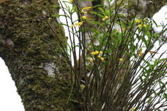Dendrobium agrostophyllum